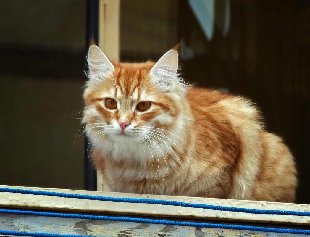 Кошка на окошке - лиана алексеева