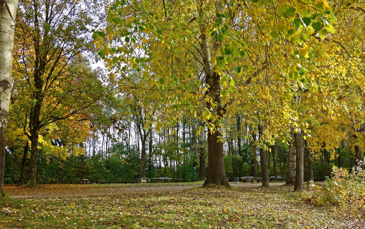 Осенний лес - Galina Dzubina