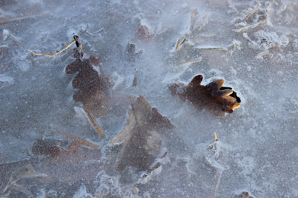 ледяной плен - оксана 