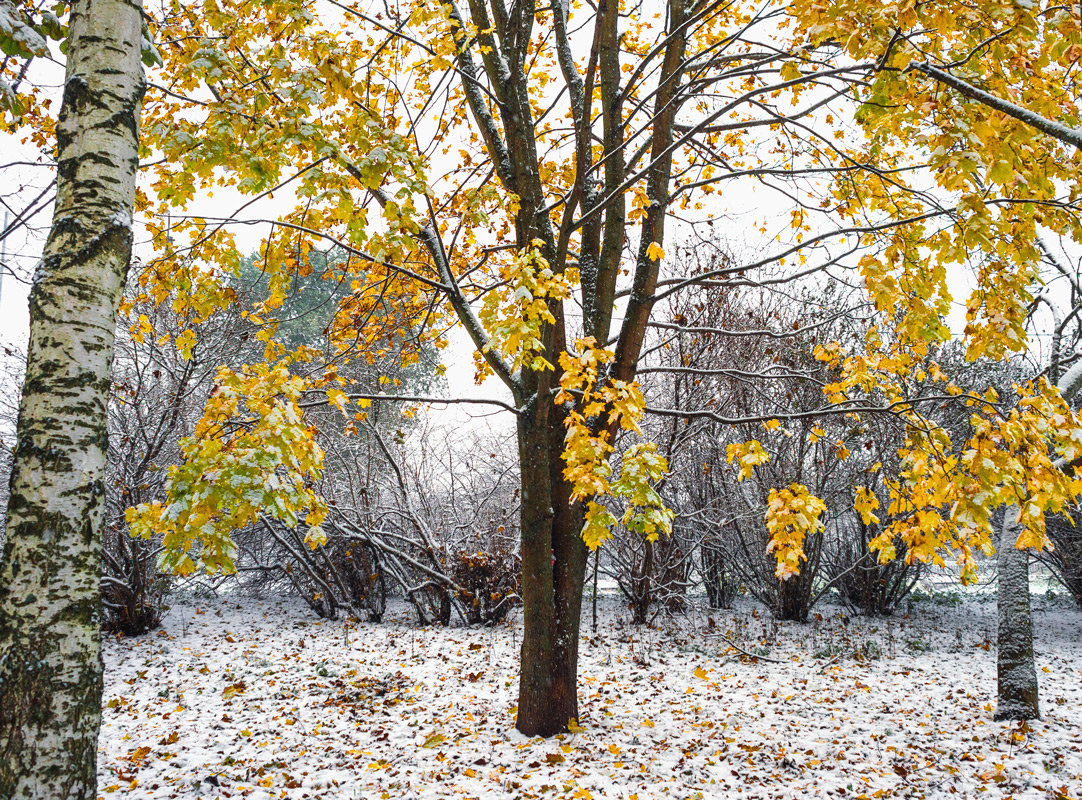 Снег в октябре 12 - Виталий 