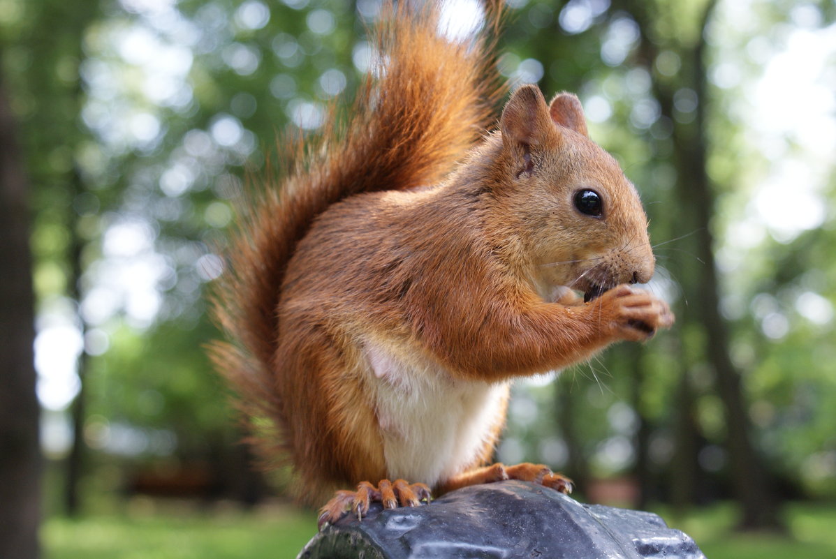 red squirrel - Евгений Улащик