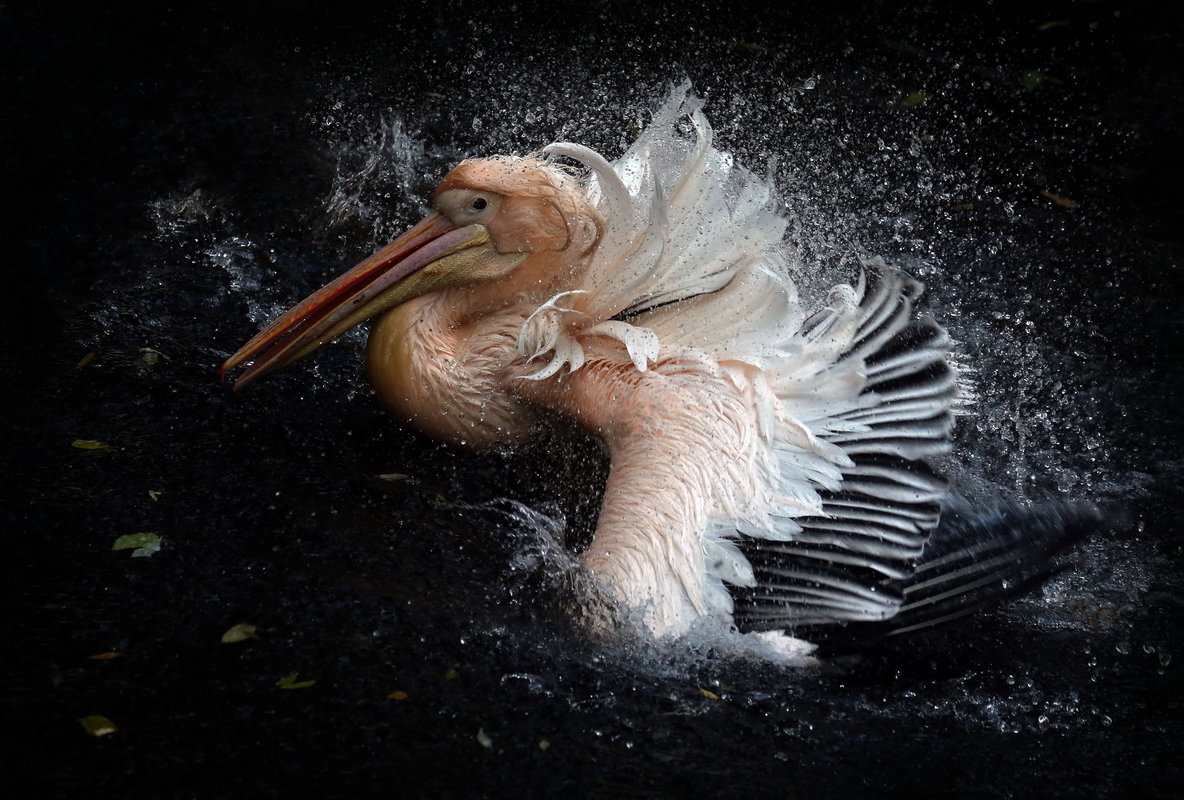 Розовый пеликан - Михаил Бибичков