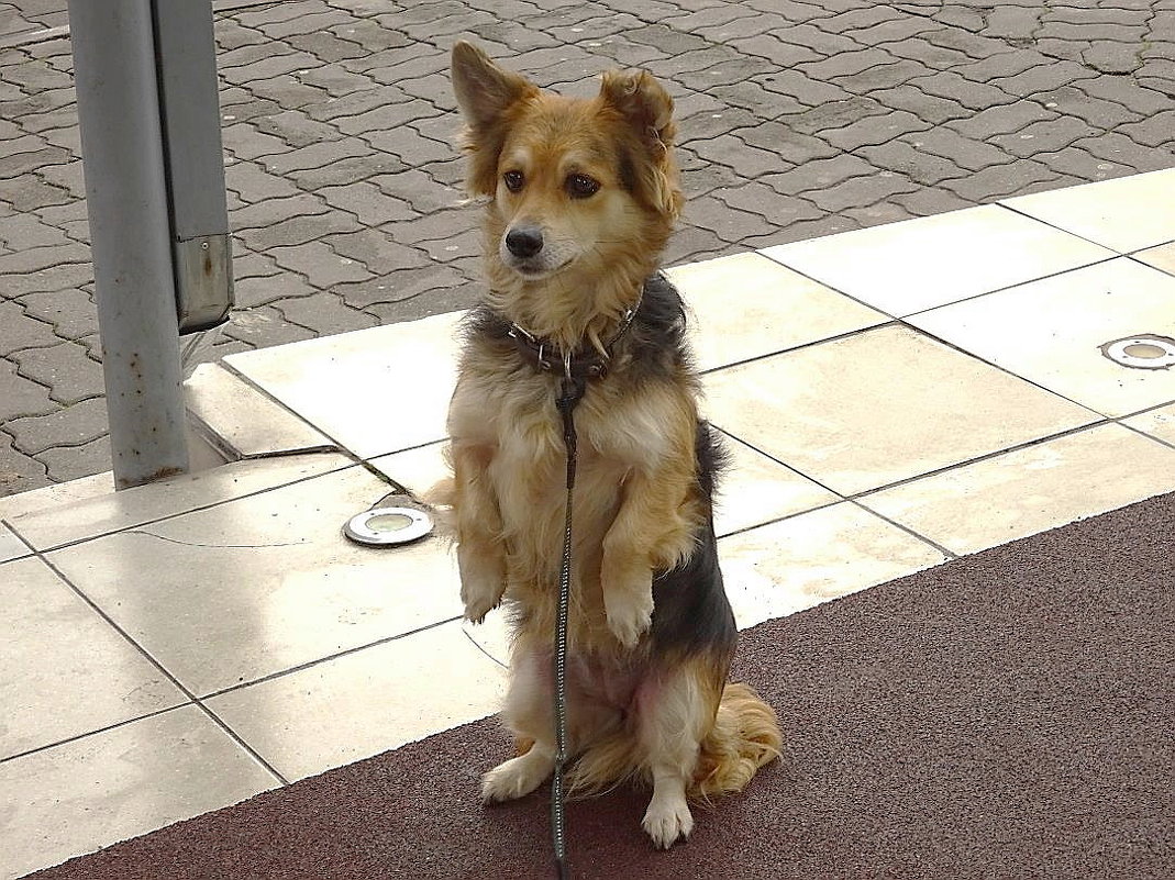 Подсмотренные эмоции собачки, ждущей хозяина из магазина - Маргарита Батырева