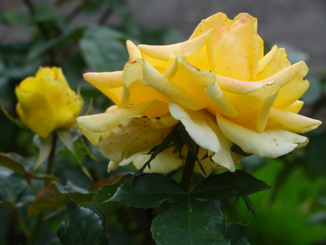Осенние розы...2 - Тамара (st.tamara)