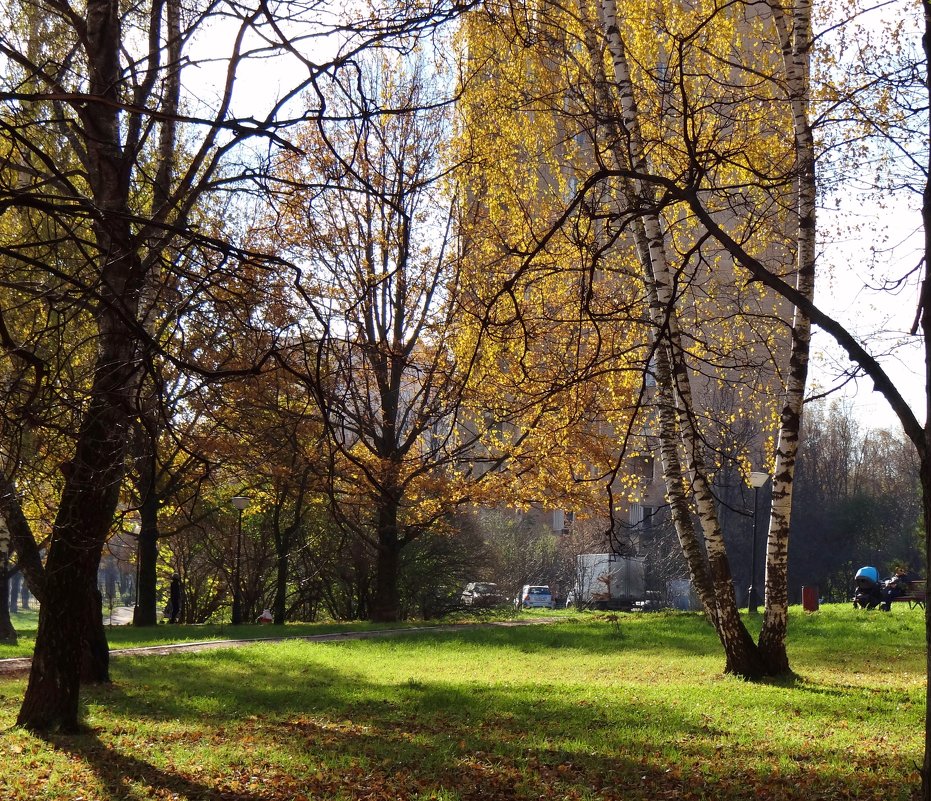 берёзка в осеннем наряде.. - Валентина. .