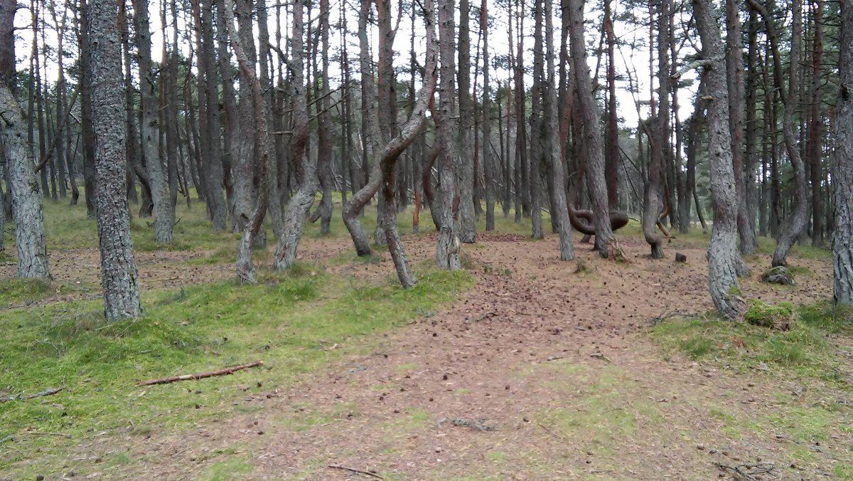В лесу среди танцующих деревьев - Елена Байдакова