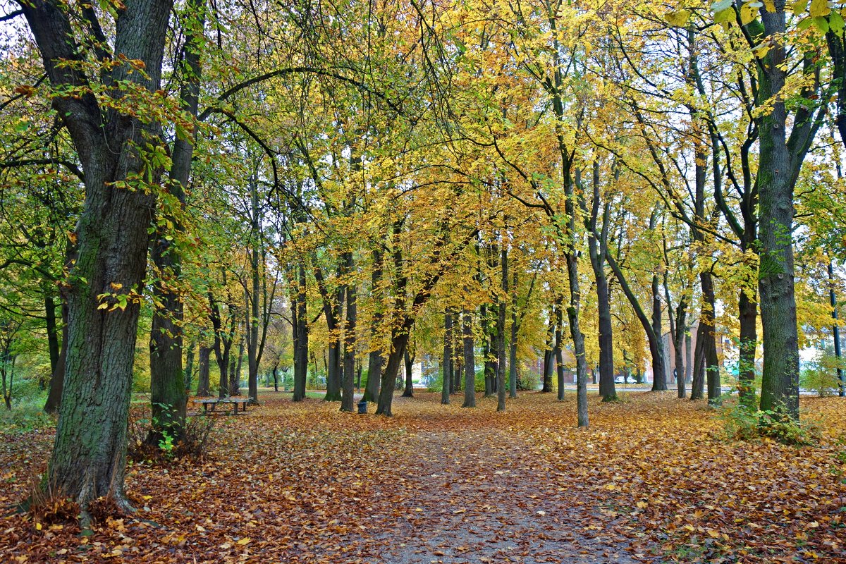 "Ах, какая осень в старом парке, Золота не жалко, посмотри...." - Galina Dzubina