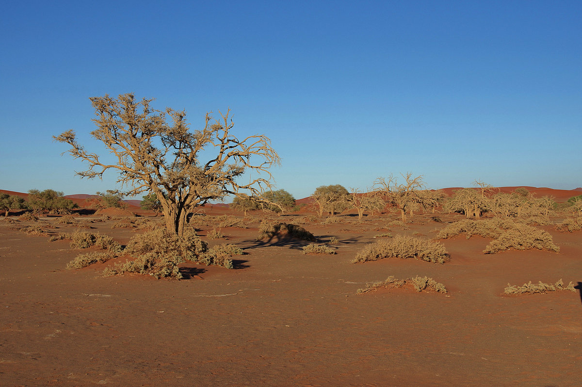 Намибия.Пустыня - Михаил Рогожин