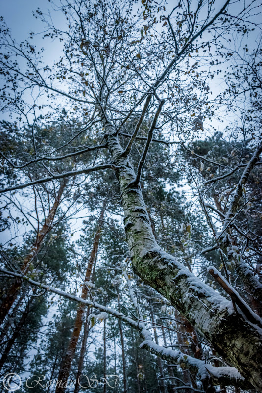 Первый снег - Роман Воронежский