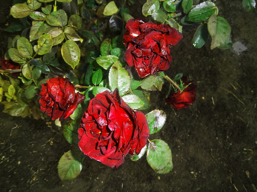 Красные розы - Татьяна Королёва