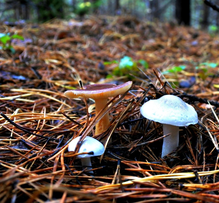 three young mushroom in a clearing among the pine needles - valery60 