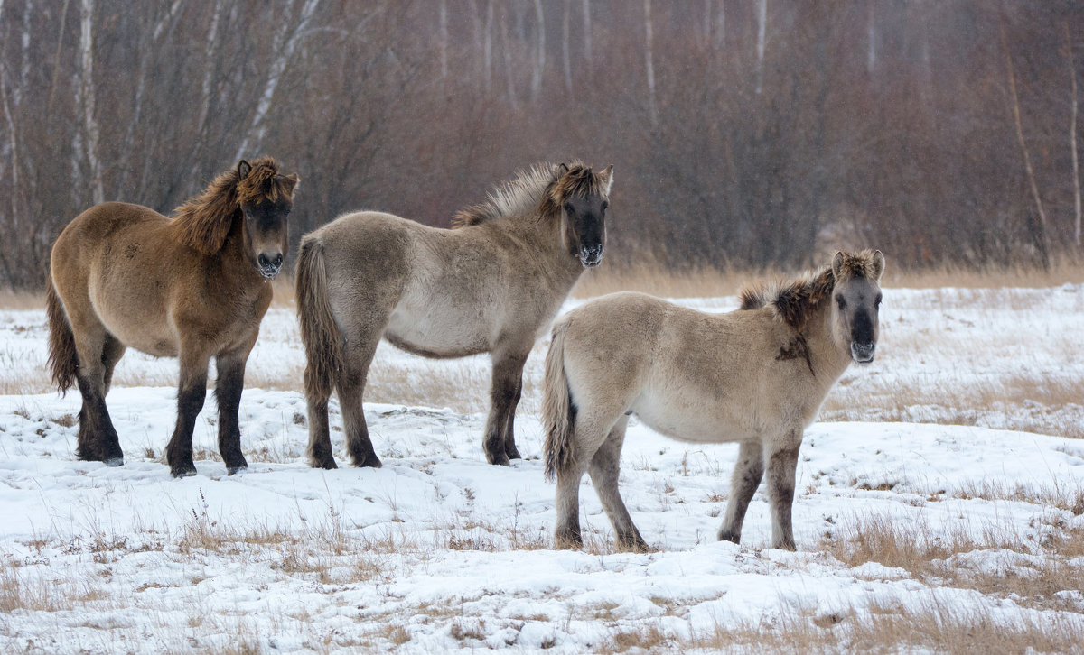 Якутские лошади - Alexander Dersu