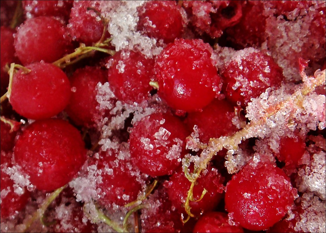 Замороженная красная смородина в сахаре - Нина Корешкова