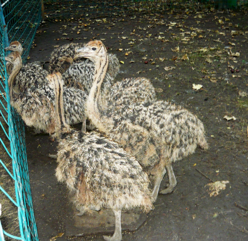 Трехмесячные страусята - Надежда 