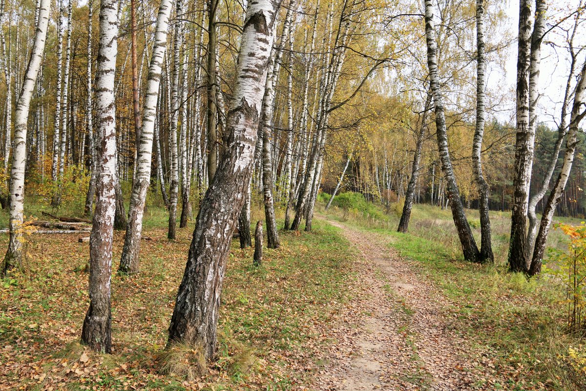 Осень - Владимир Холодницкий