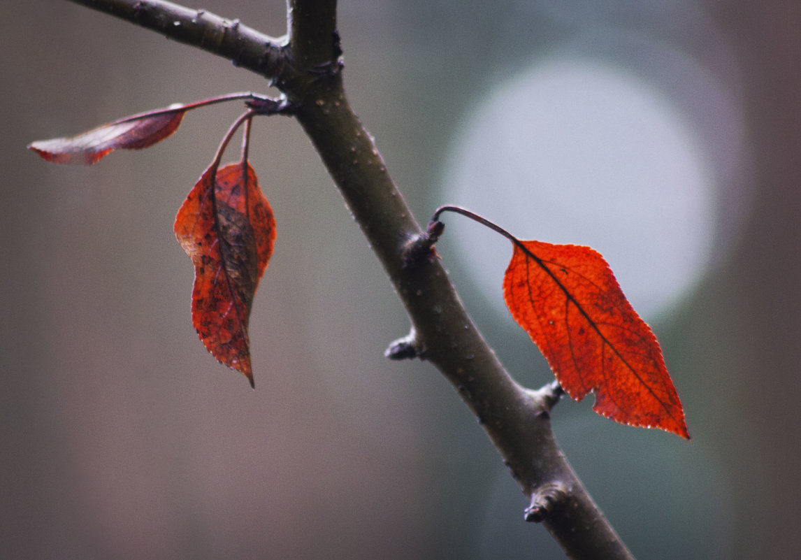 Осенние листья - Aнна Зарубина