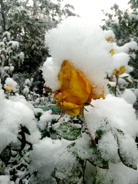 Желтая роза в снегу - Татьяна Королёва