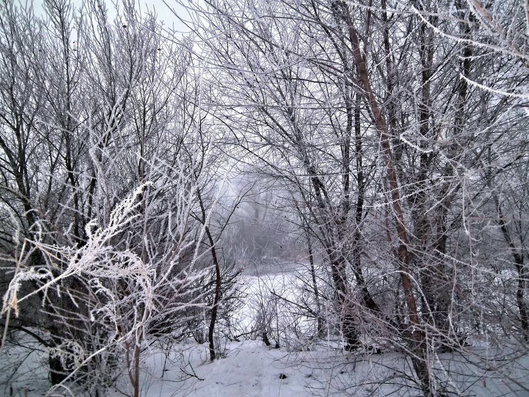 Зимнее чудо природы - Татьяна Королёва