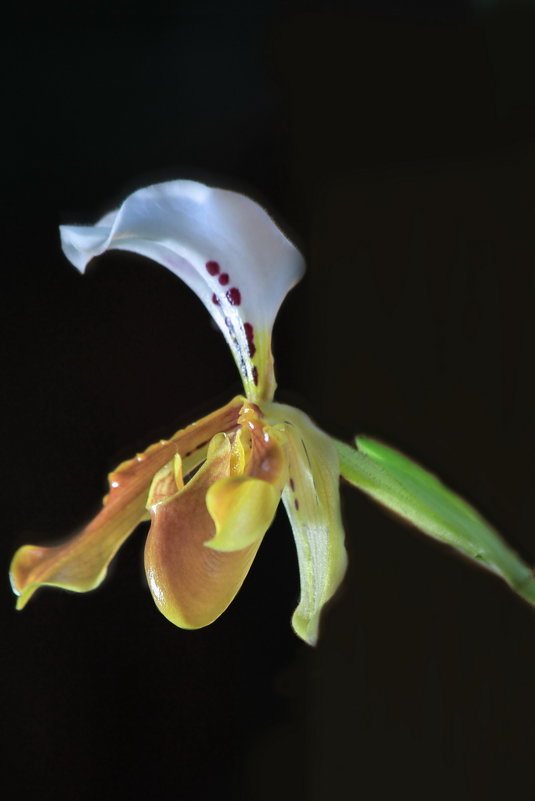 Орхидея рода циприпедиум, Венерин башмачок - Анатолий Шумилин