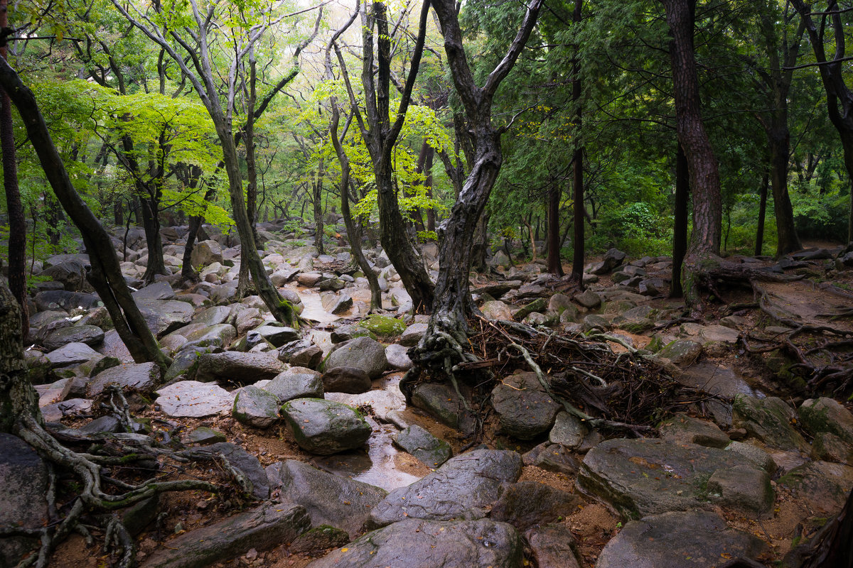 Rainy forest - Илья Меркулов