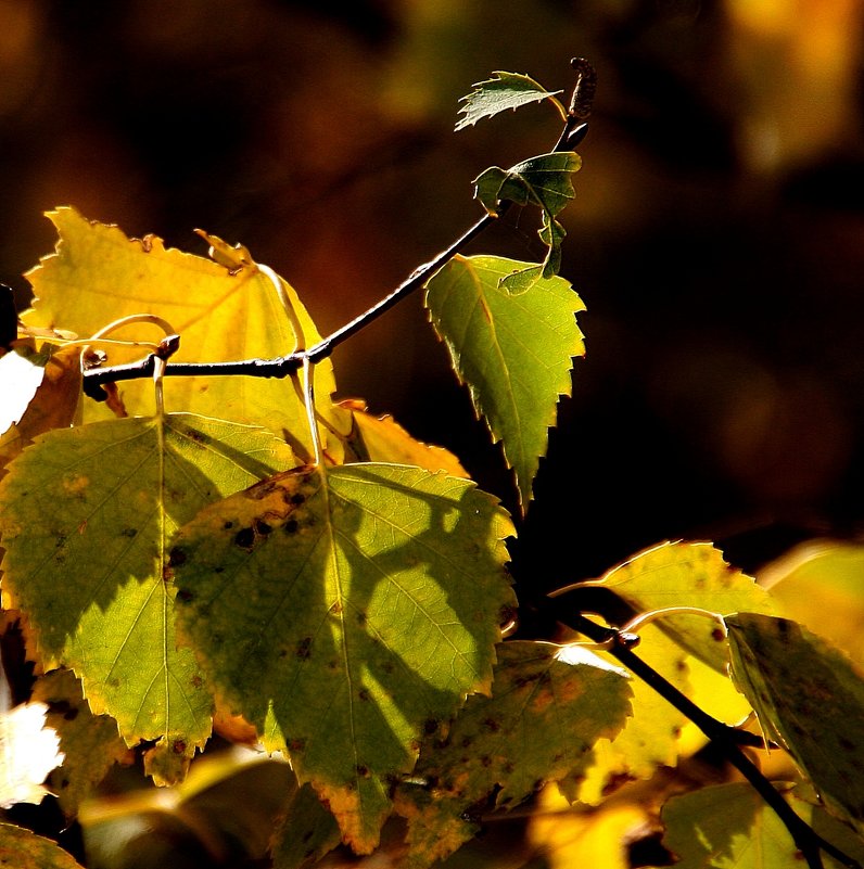 Осень, а листья  распускаются... - Валерия  Полещикова 