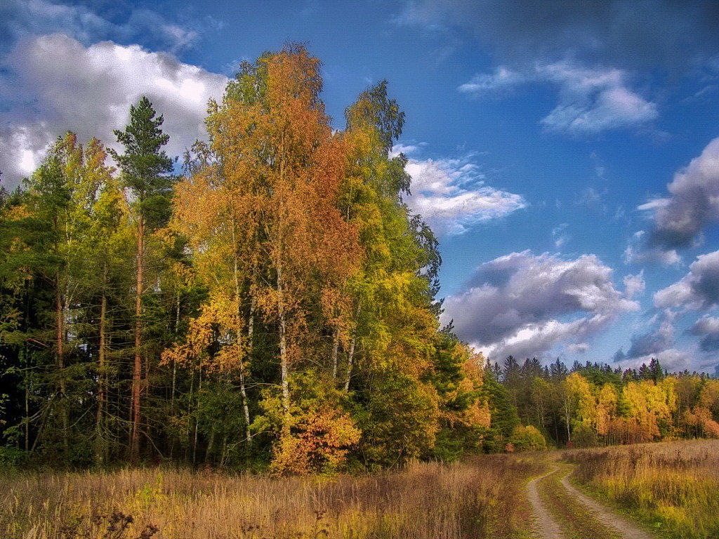 ОСЕННИЙ ЛЕС - Лара Симонова 