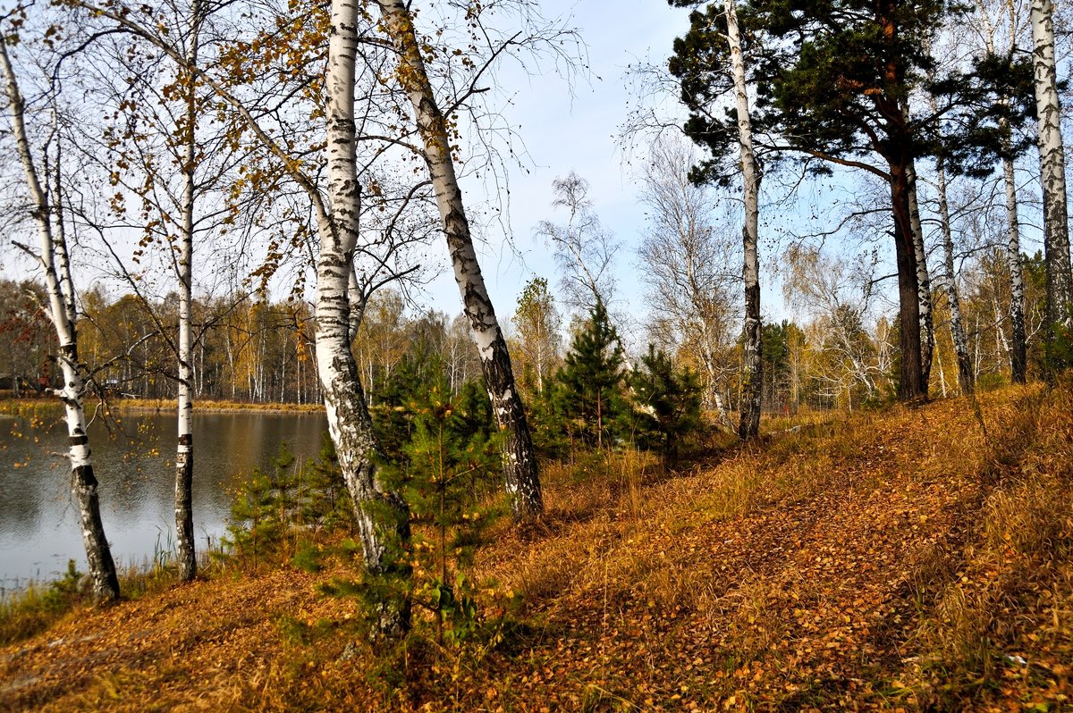 Осенняя зарисовка. - Андрей В.