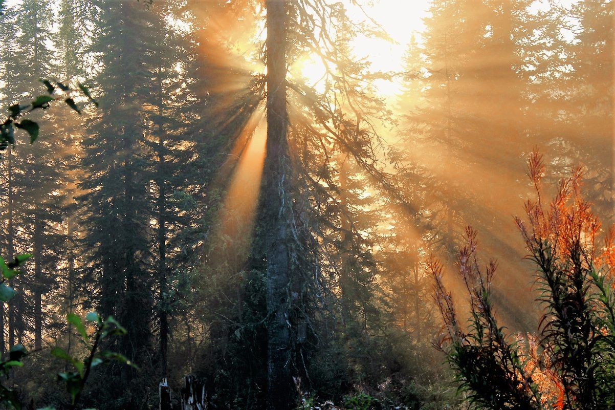 Восход солнца в лесу - Сергей Чиняев 