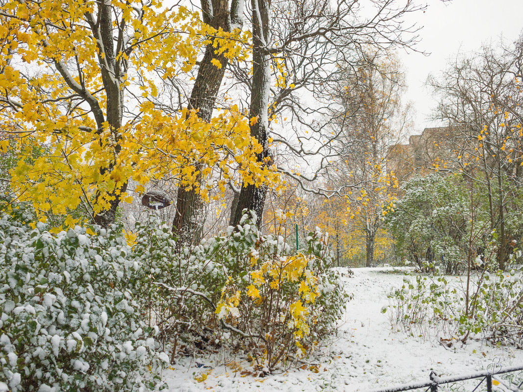 Снег в октябре 29 - Виталий 