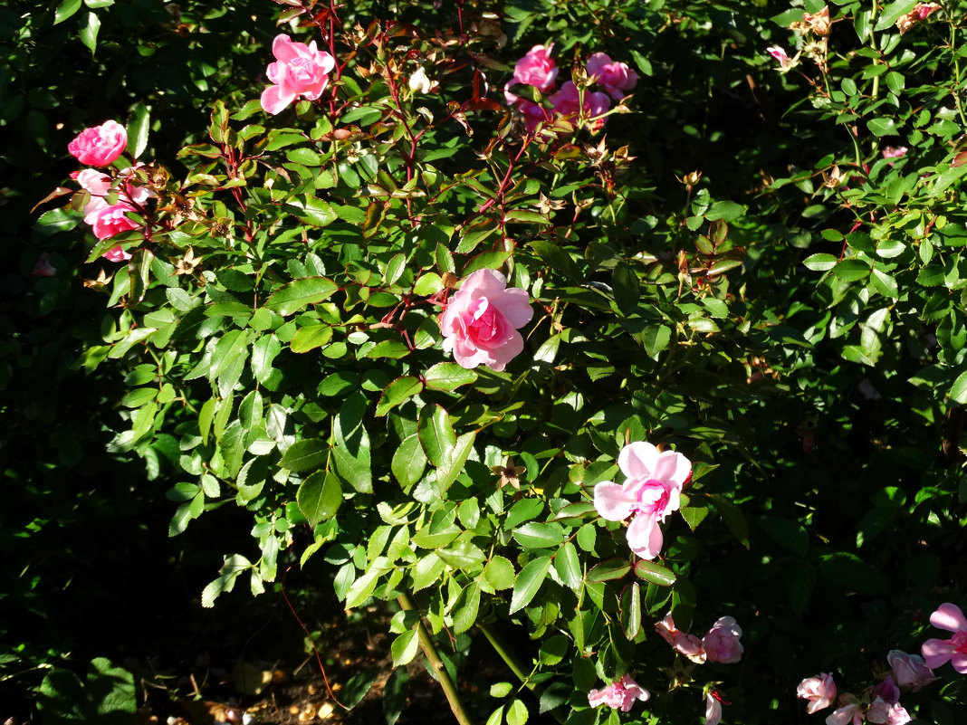 Парковые розы в сентябре... - Тамара (st.tamara)