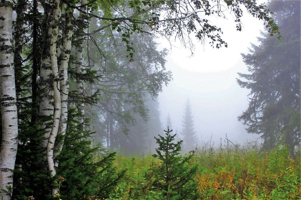 Туман в лесу - Сергей Чиняев 