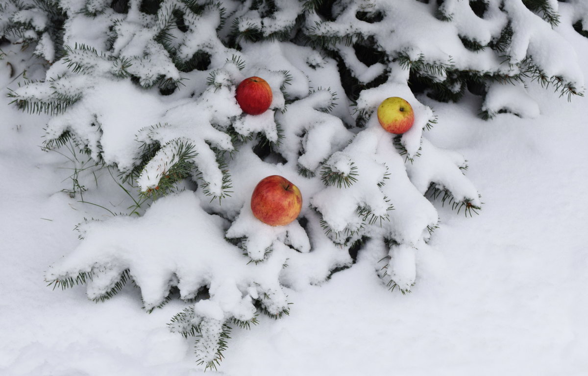 яблоки на снегу - Татьяна Помогалова