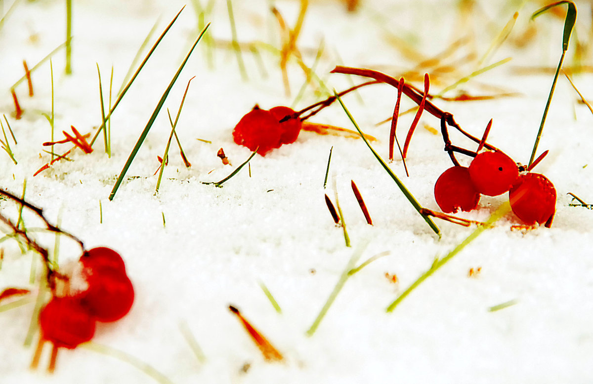 Ягоды на снегу - Лариса Журавлева
