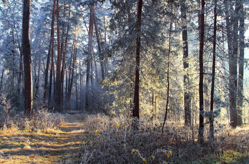 Осеннее мгновений серебро... - Лесо-Вед (Баранов)