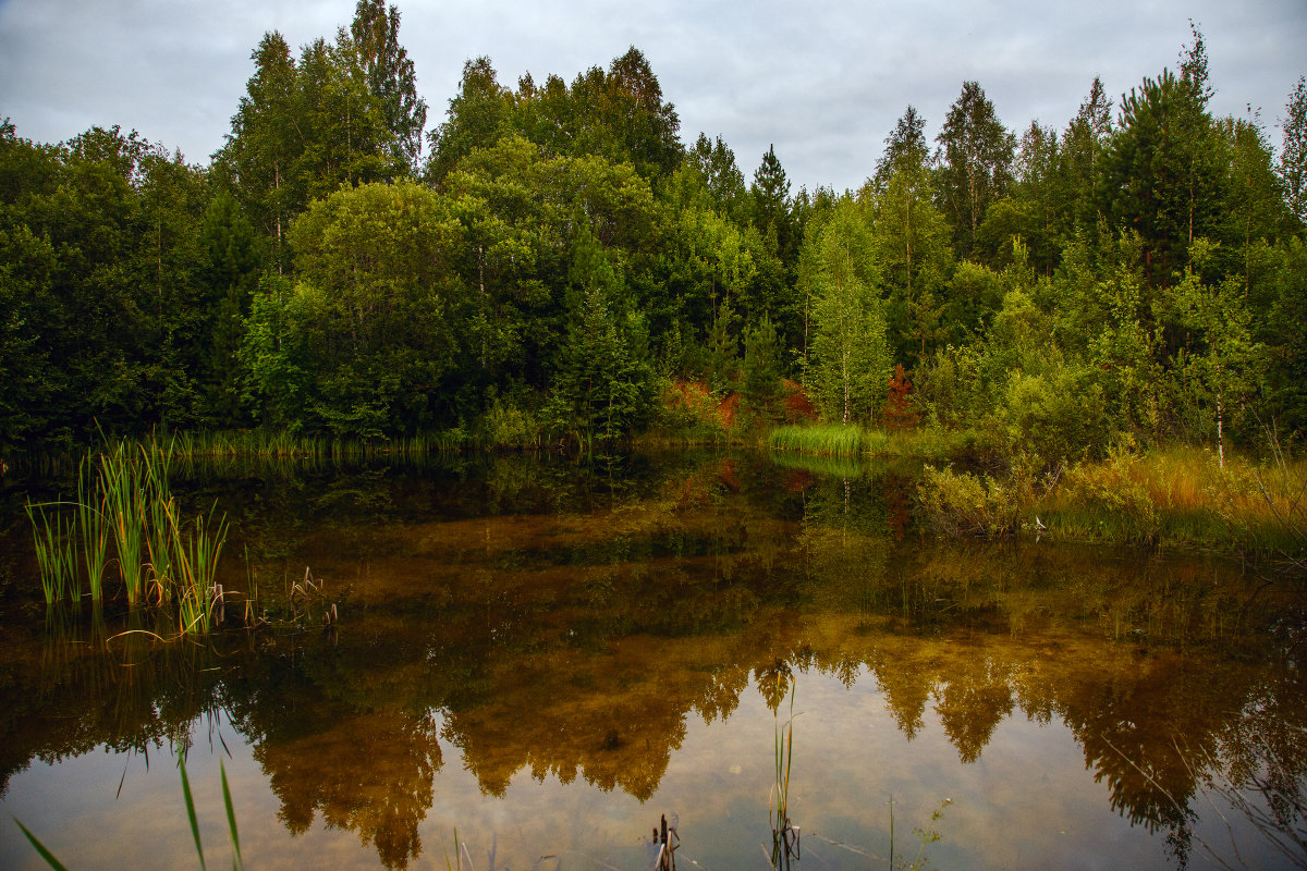 Озеро в лесу - Татьяна Афанасьева