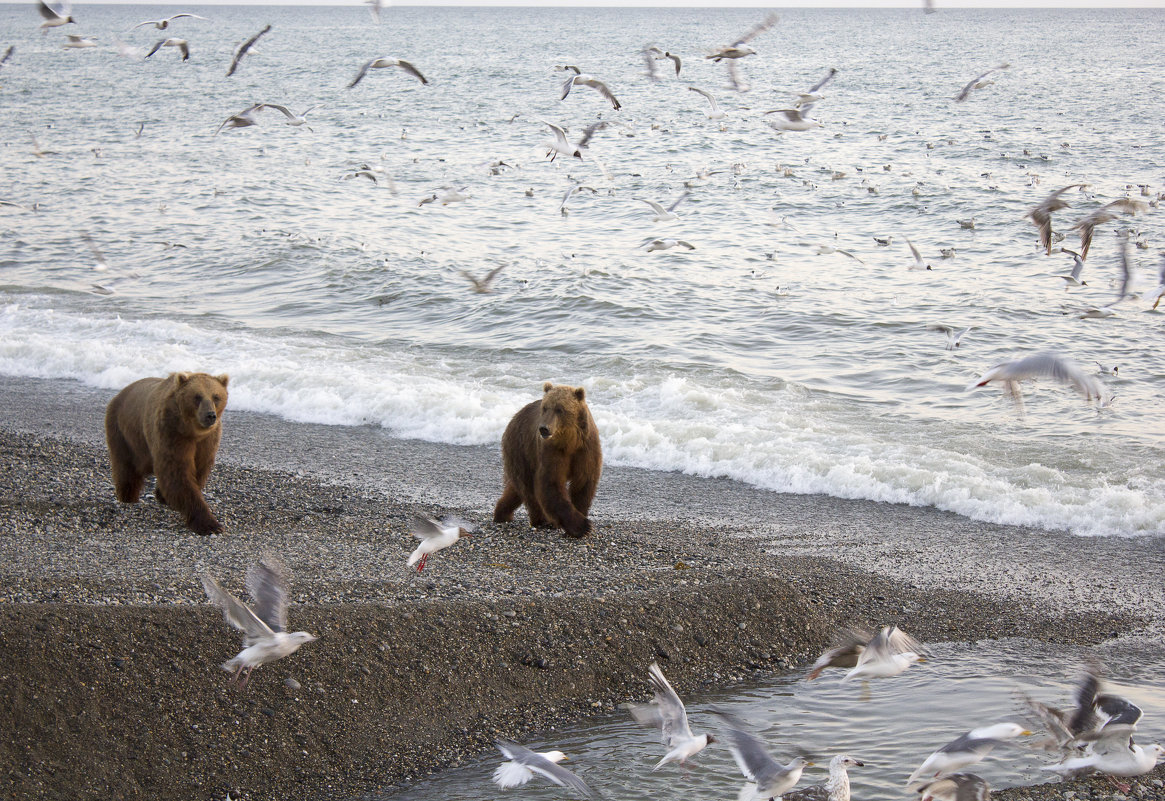 Медведи на море - Сеня Забелин