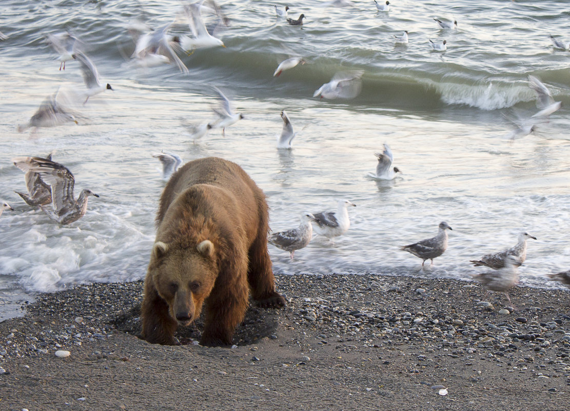 Медведь на море - Сеня Забелин