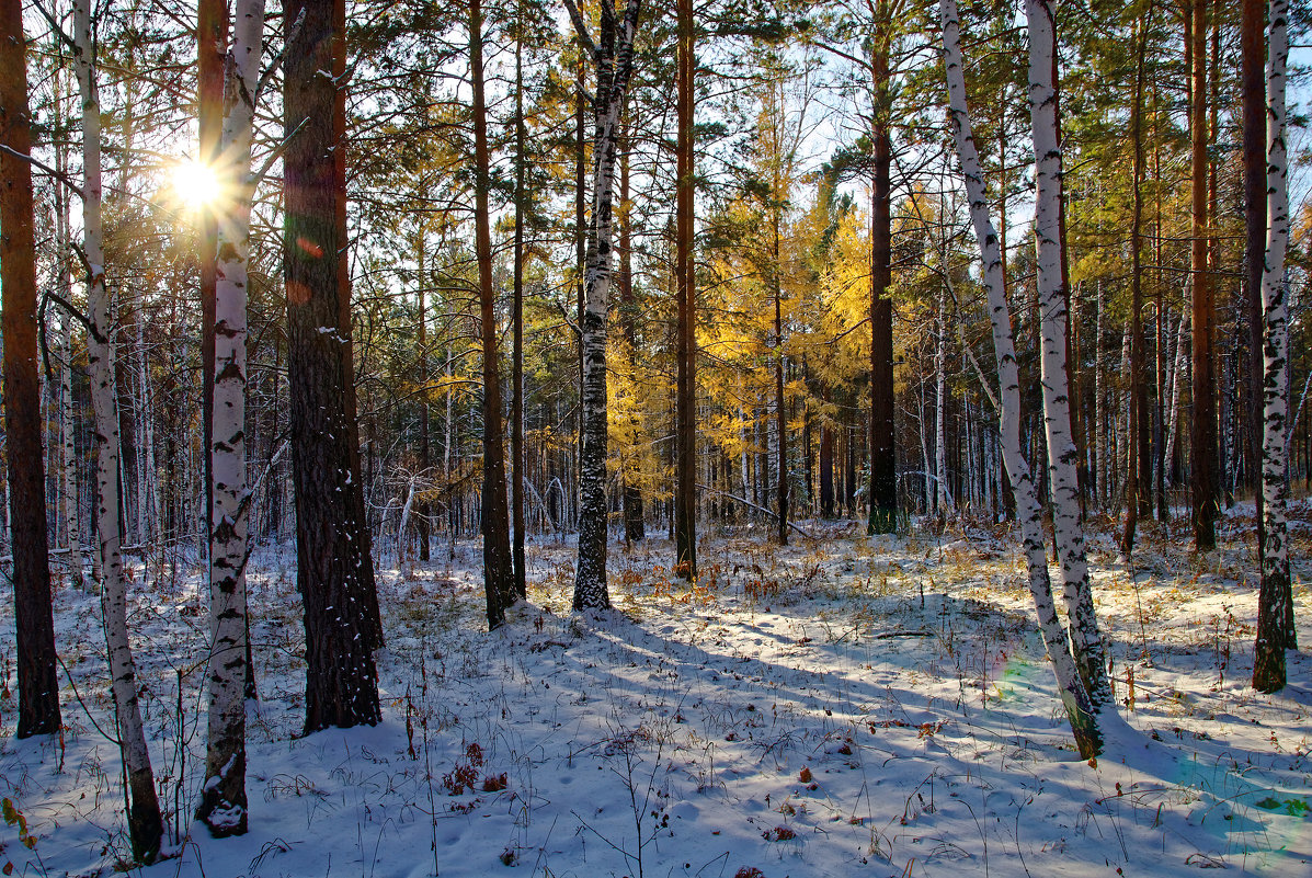 Ноябрьский день в лесу - Евгений Карский