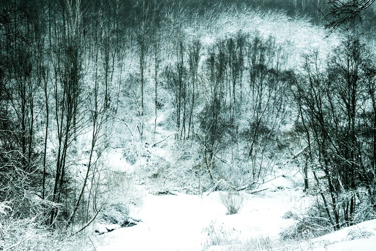 Снежный лес - Роман Челазнов