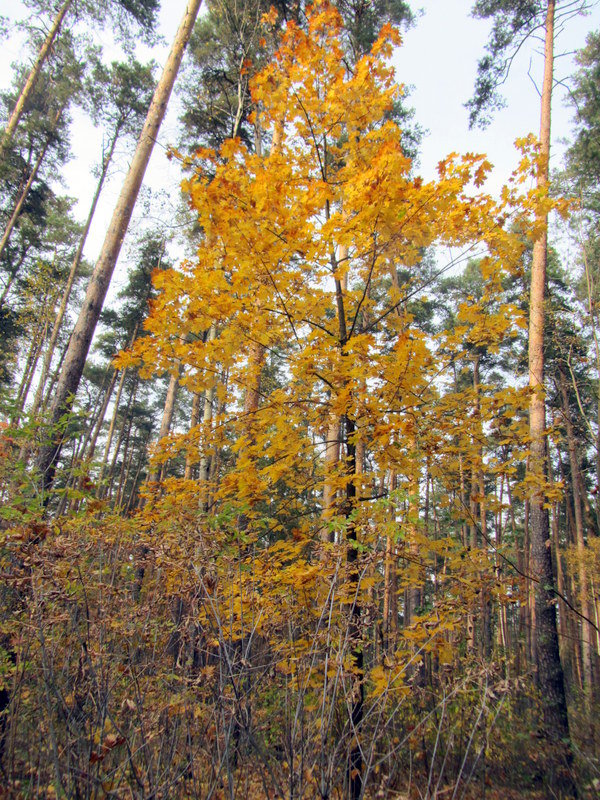 Осенний лес - Герович Лилия 