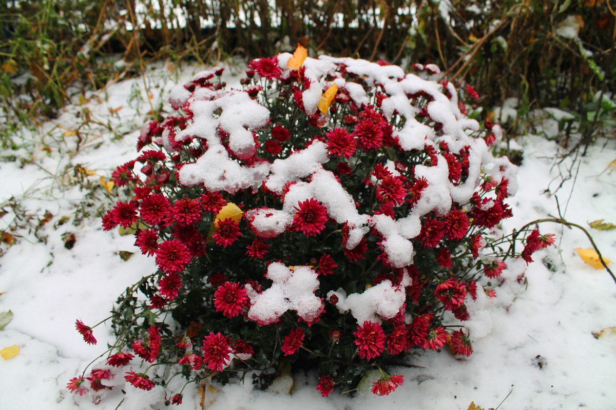 Цветы под снегом - Наталья Д