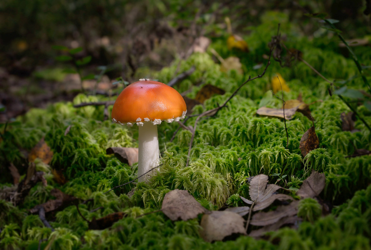 Про грибы в лесу - Олег Пученков