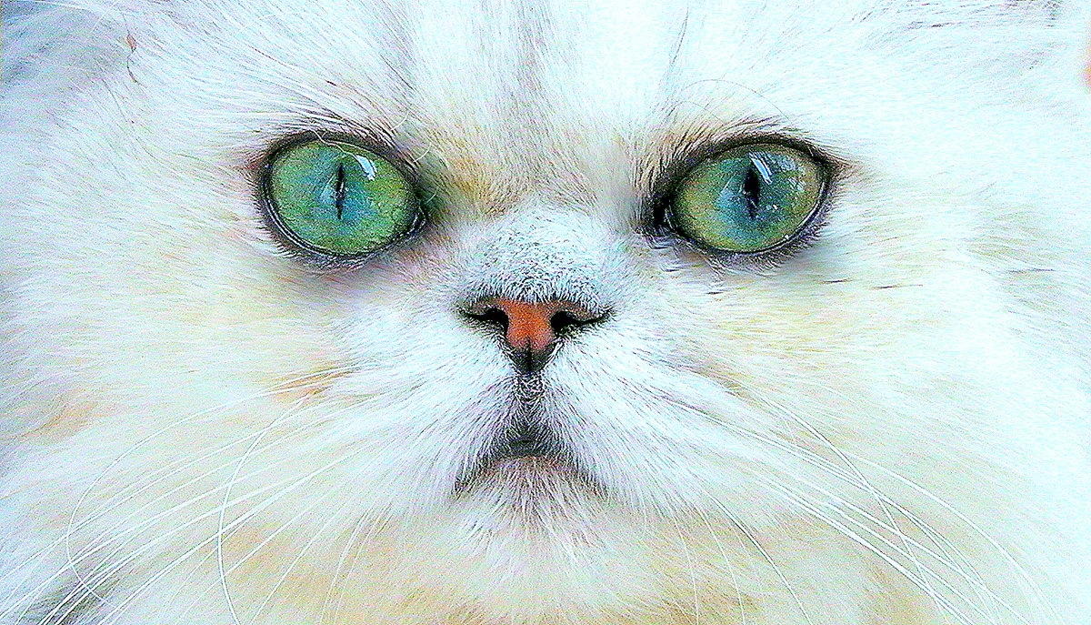 Портрет моей кошки. - Оля Богданович