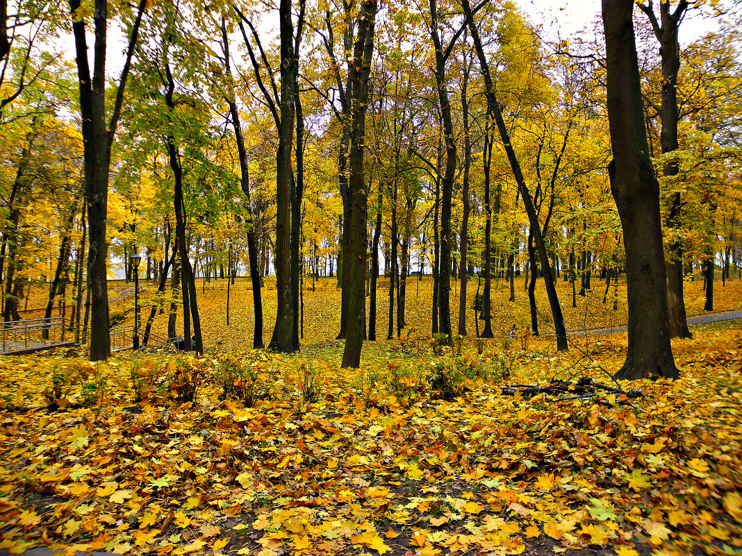 на коре из желтых листьев - Людмила 