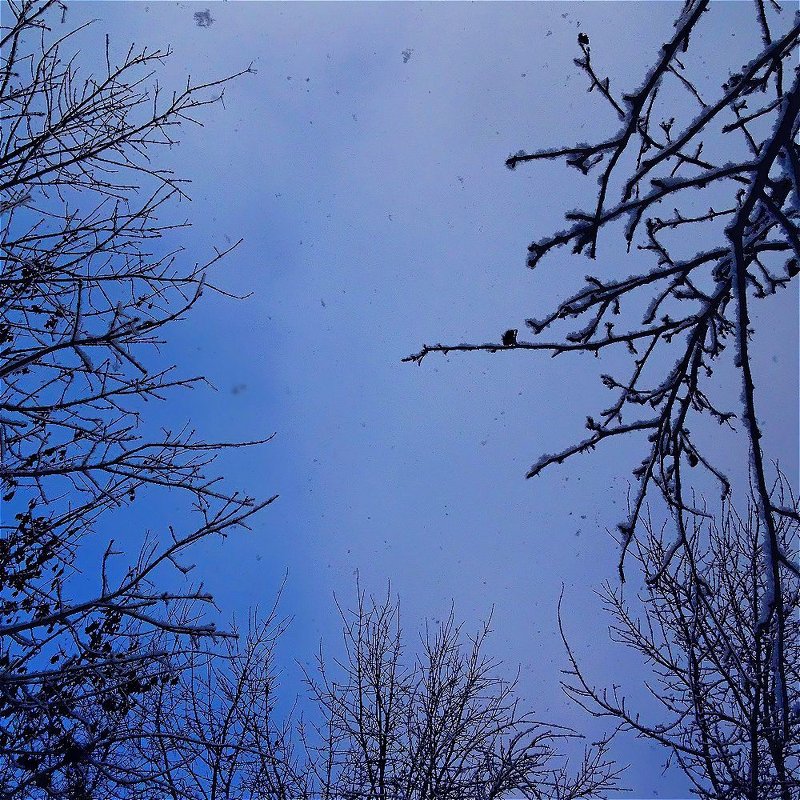 Взгляд на небо, с которого падает снег - Светлана Лысенко