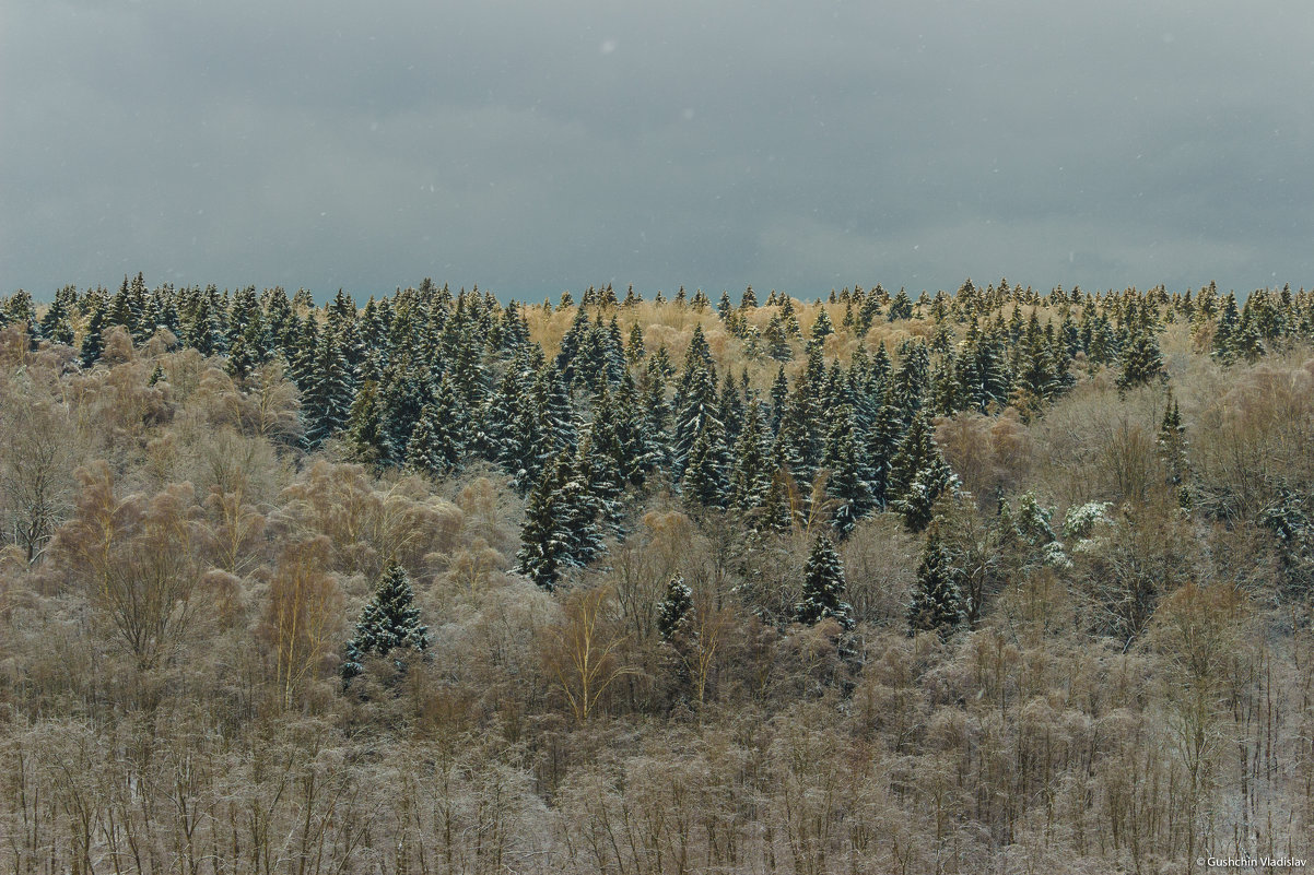 Зимний лес - Vladislav Gushin