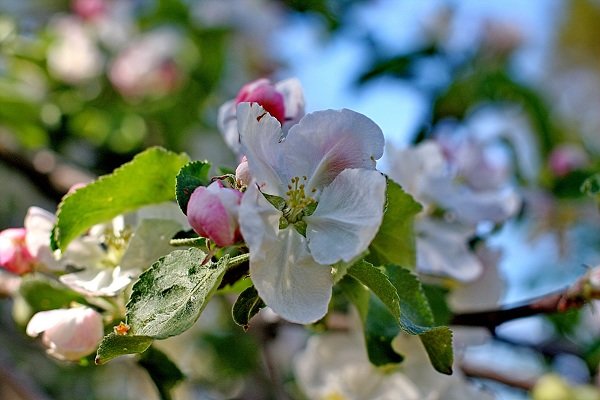 Яблони цвет - Надежда Баликова