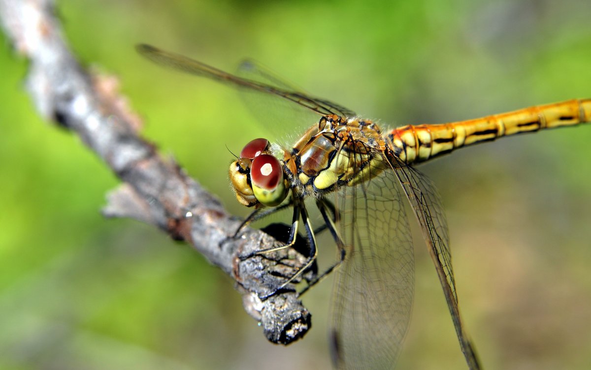 dragonfly on a tree - valery60 