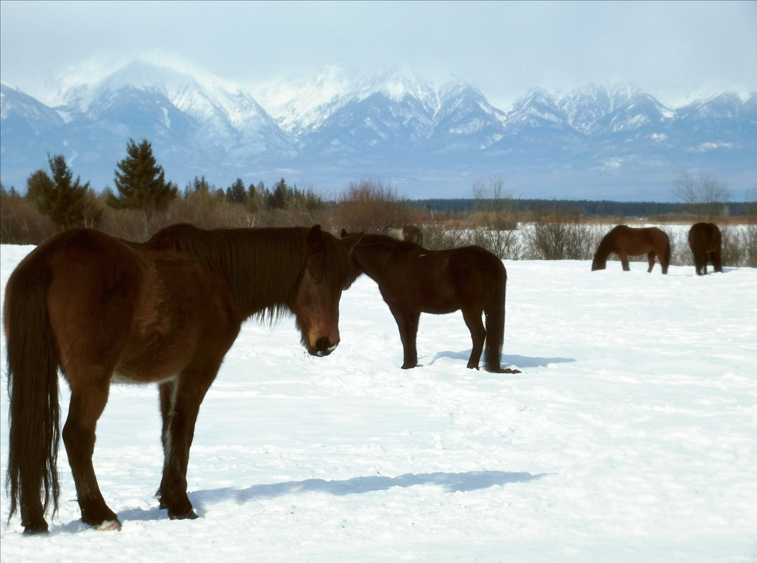 Бурятские лошадки, не боящиеся мороза - Нина 
