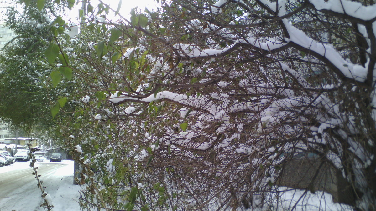 Первый снег - марина ковшова 